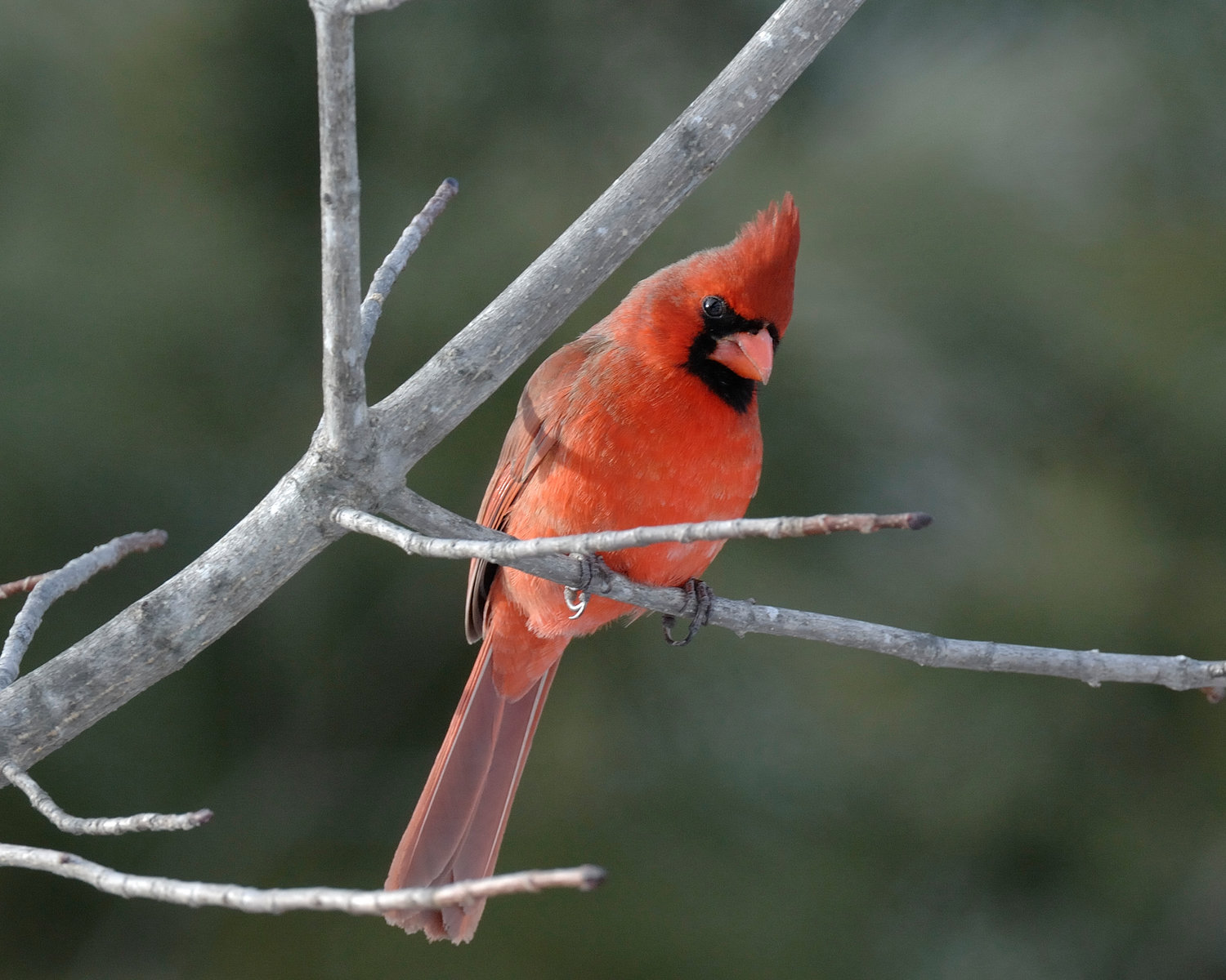 The northern cardinal is one of the easiest bird species to spot during winter, with the bright red plumage of the male and the slightly toned-down plumage, with red highlights, of the female. Many people associate cardinals with Christmas, as the red plumage projects faith and warmth. Cardinals can be seen year-round in the region; however, the bare trees and snow-covered landscape of winter makes them much more obvious.